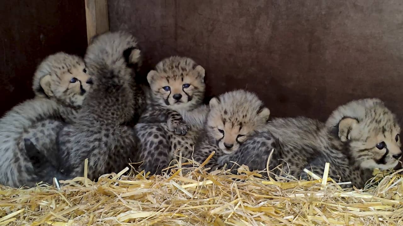 Image from Video: Cheetah Cubs Take Their First Steps in Beekse Bergen's Outdoor Enclosure