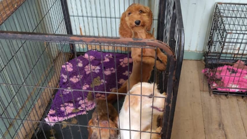 72 neglected dogs found on Frisian farmhouse