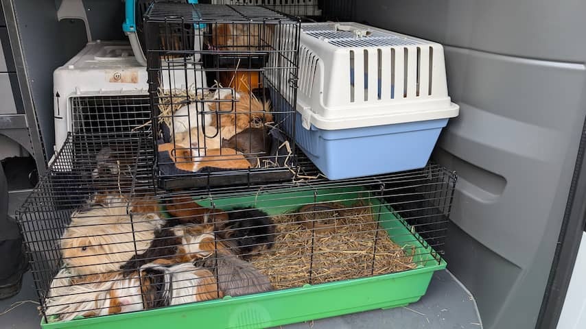 Again hundreds of neglected guinea pigs taken at Fokker in Westerveld