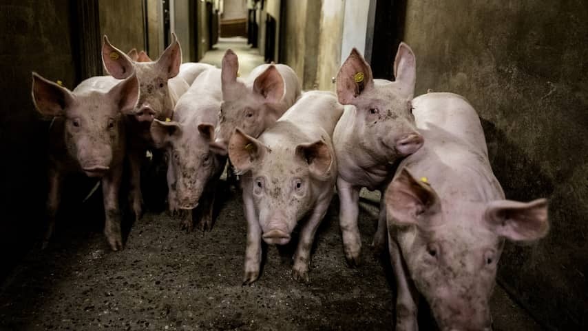 For the first time since the 70s, the Netherlands has fewer than ten million pigs