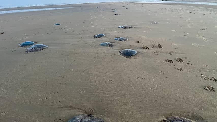 Coast full of jellyfish? 'After hour on dry land they can't do anything anymore'
