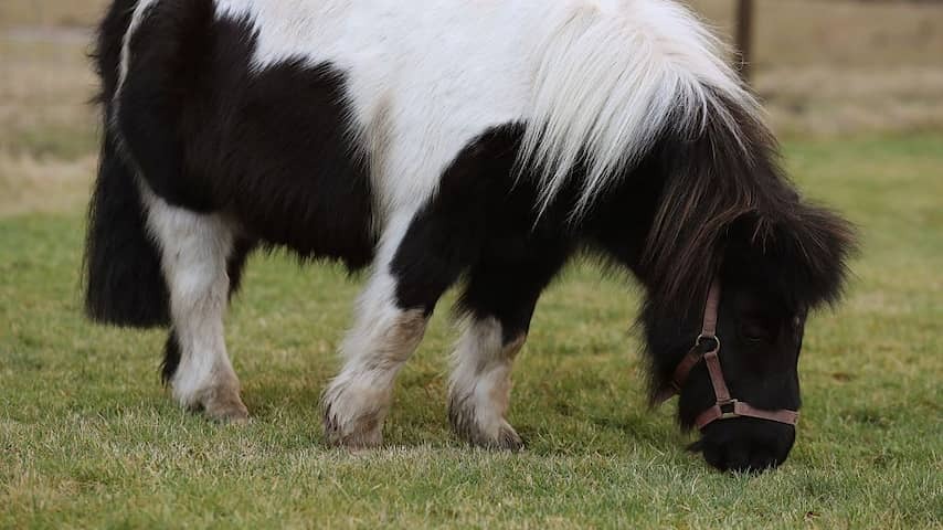 Man confesses that he has sexually abused pony eight times in Amstelveen
