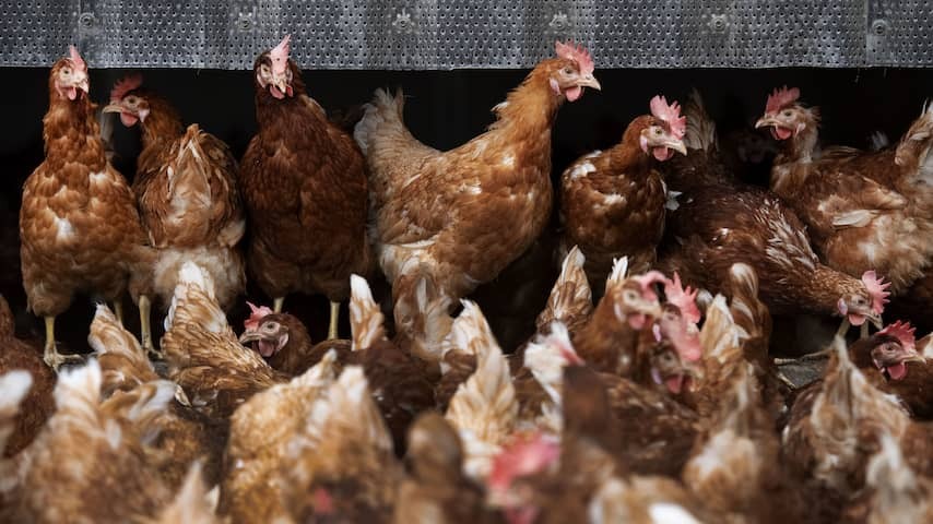 Poultry's upscent obligation all over the Netherlands, now also in Gelderse Vallei