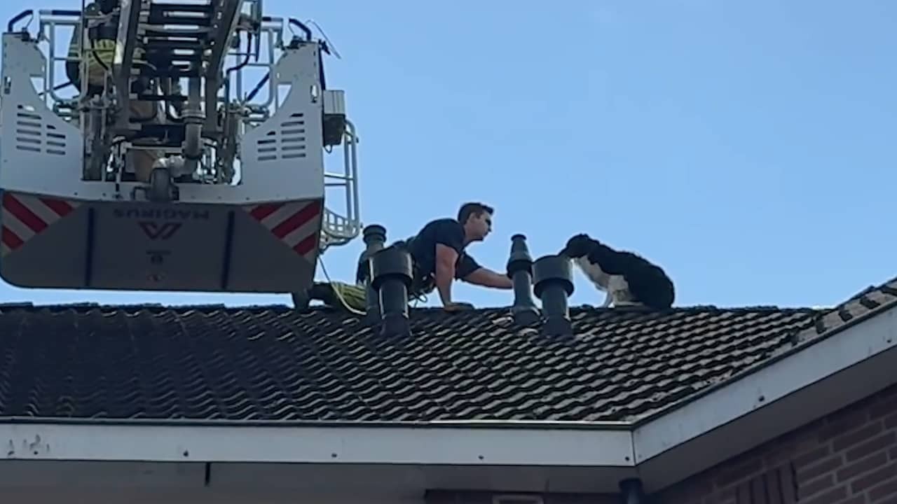 Image from video: Fire brigade rescues dog from the roof of home in Amersfoort