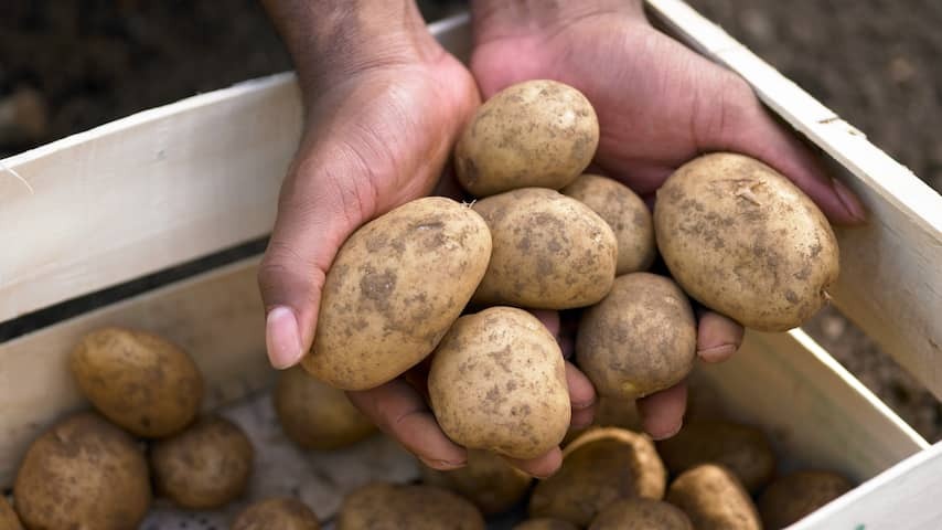 Possible surplus of potatoes, but fries will not be cheaper
