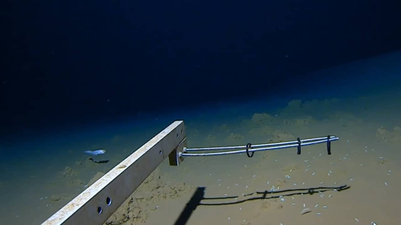 Image from Video: Scientists Discover Deepest Swimming Fish Ever Off The Coast of Japan