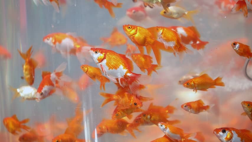 Many goldfish dumped during the holiday period: 'can cause major damage'