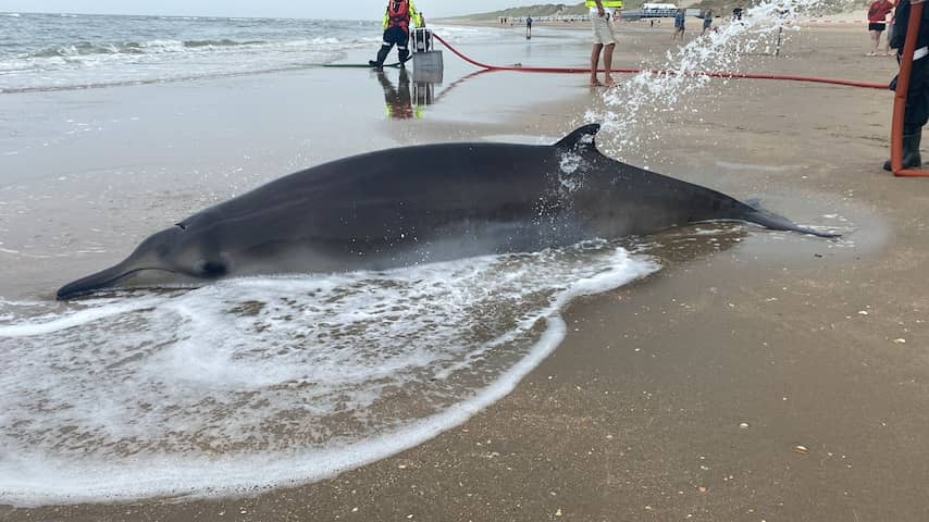 Two pointed muzzle dolphins washed up in Heemskerk: 'North Sea is too shallow'