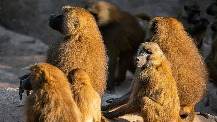 German zoo shoots baboons due to lack of space and feeds them to predators
