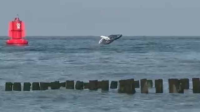 Humprug jumps out of the water at Zoutelande