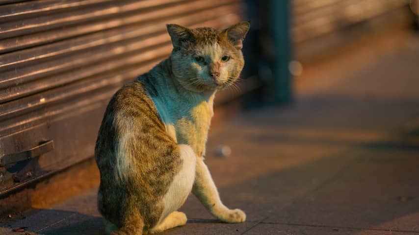 Alarm Center sees considerable more travelers reporting possible rabies infection
