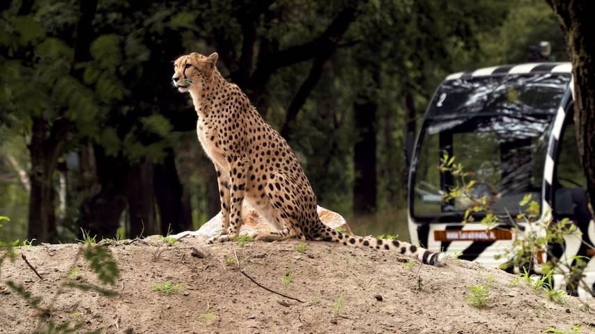 Cheetas in Beekse Bergen after adjustment again (safely) to spot from car