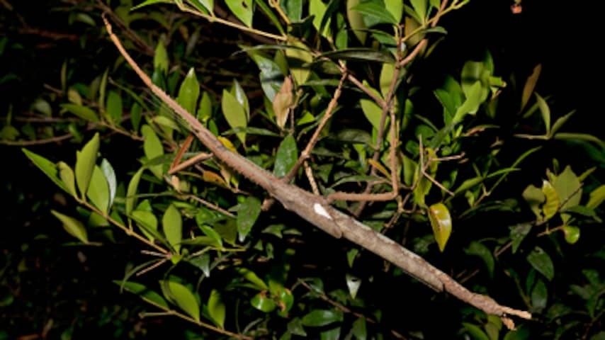 Walking branch discovered in Australia is almost as heavy as a golf ball