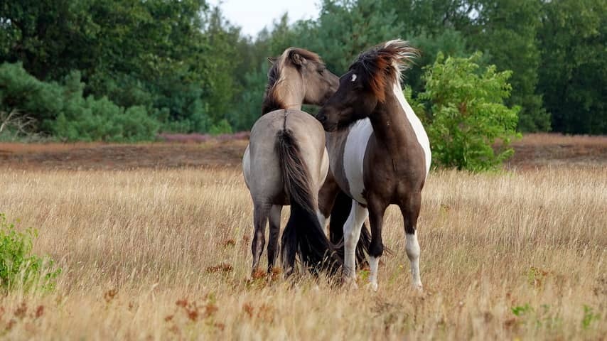 Monday, August 24: The horses enjoy the slightly cooler weather.