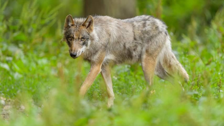 Children and dogs are better off avoiding Bos Utrecht after possible new incident with wolf