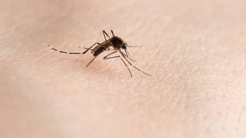Western virus on the rise due to increase mosquitoes: 'only risk for vulnerable'