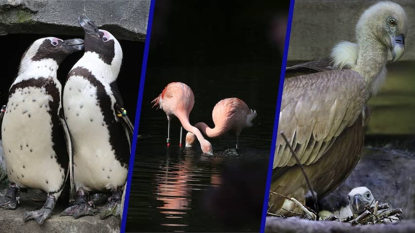 Nucheckt | No, being gay is not 'unnatural', just look at the animal kingdom