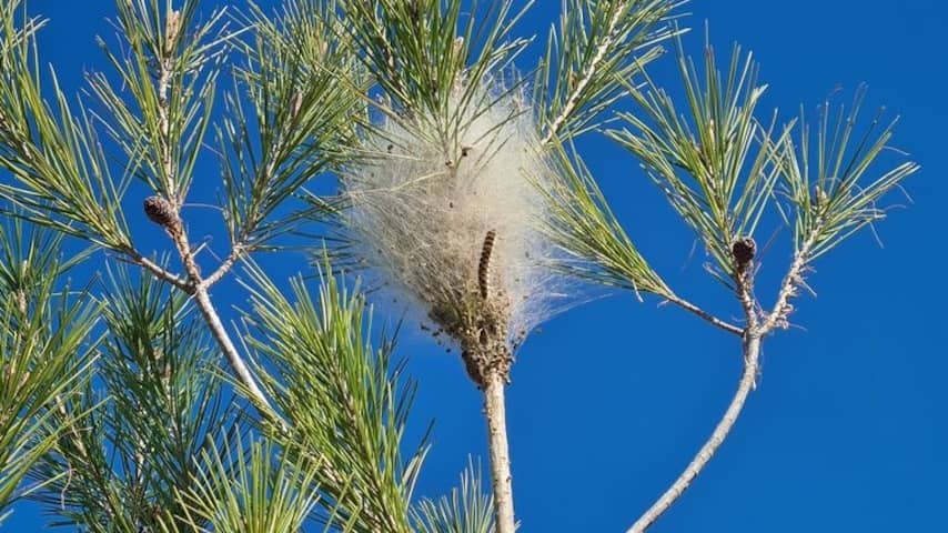 Pine processionary caterpillar for the first time in the Netherlands, will also cause nuisance
