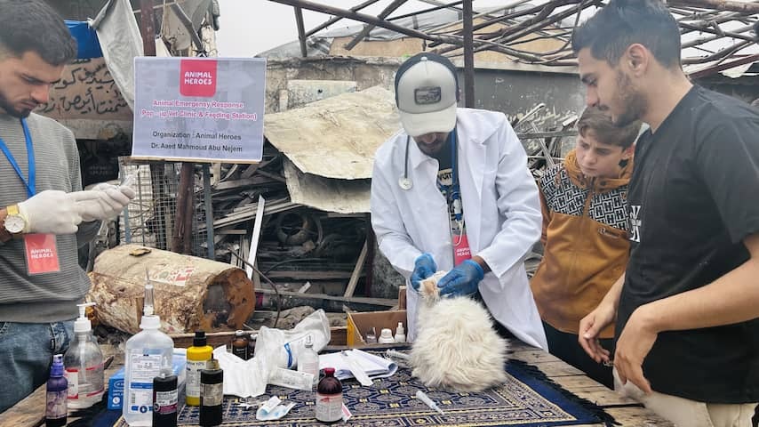 Vet Ayed sees every day how animals suffer from the violence in Gaza
