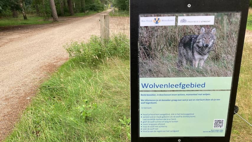 Silence in Utrecht forests by biting Wolf: 'Half less sales'