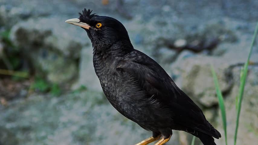 EU puts 26 animal and plant species on blacklist: 'Harmful to nature'
