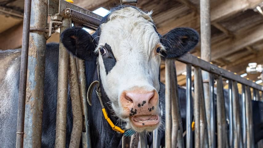 Dutch dairy cows come out less, stable is gaining ground