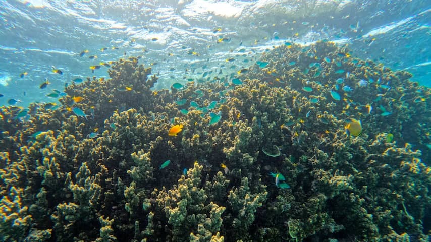 Australian Great Barrier Reef loses alive coral at a rapid pace