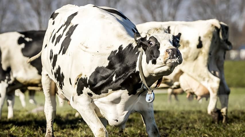 Dozens of cows briefly escaped from meadow at night and helled Heerhugowaard
