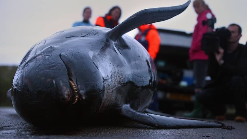 Fain more cetaceans rinse in Scotland: more than five thousand in 30 years