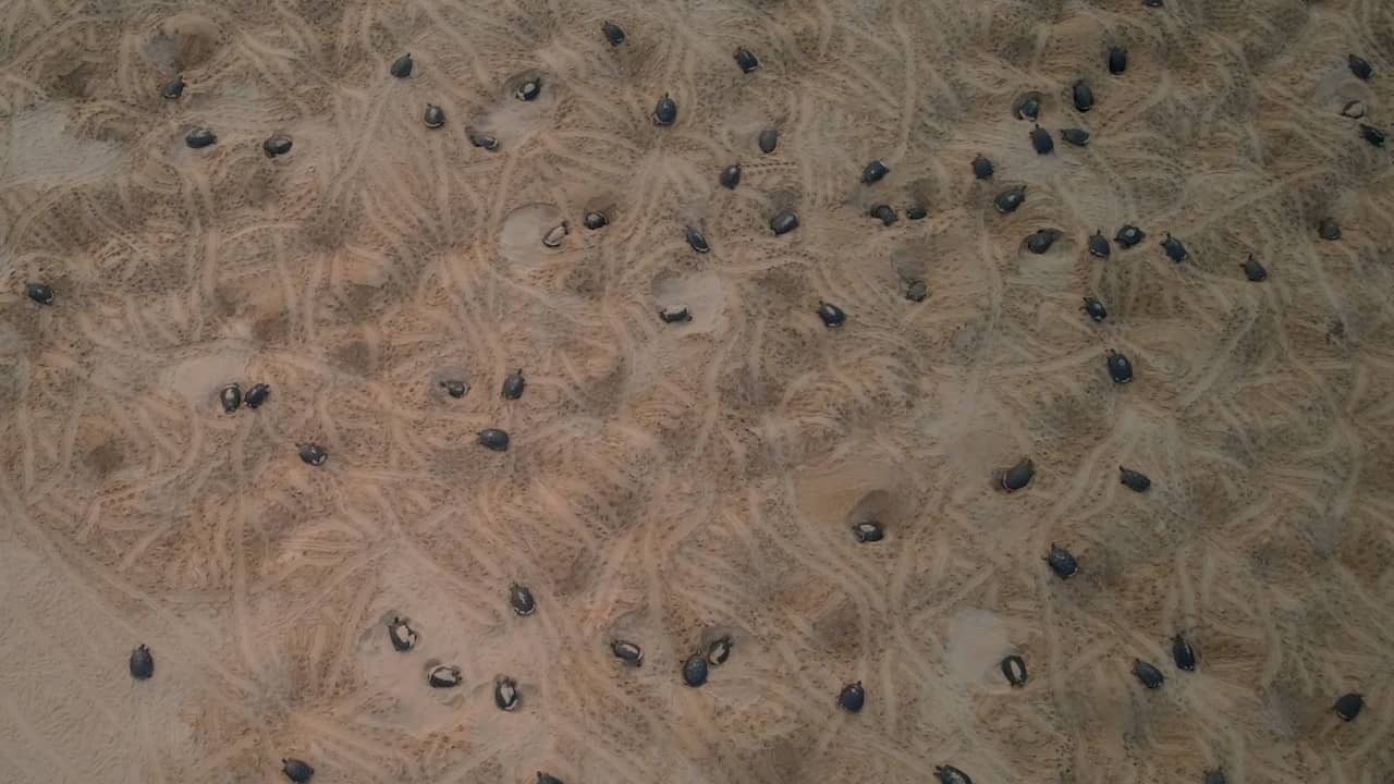 Image from Video: Drones film the largest meeting of freshwater turtles