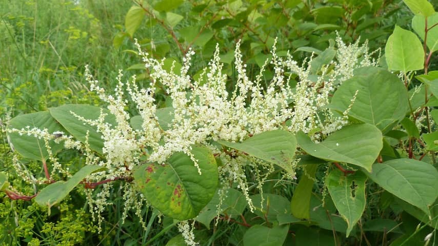 Japanese knotweed