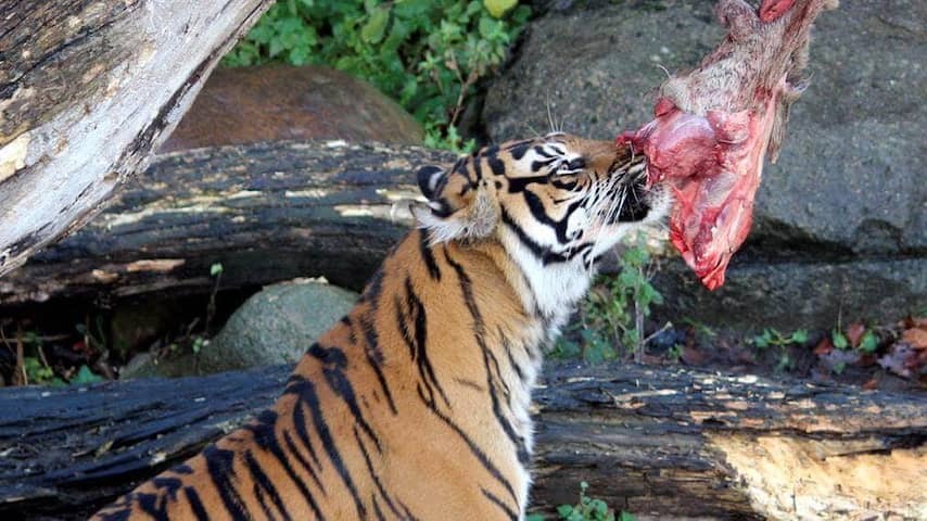 Danish zoo wants pets and horses to feed predators