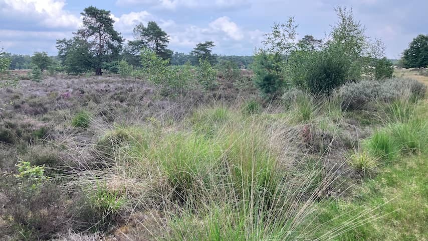 Heathland now should be purple, but has lush hair due to too much nitrogen