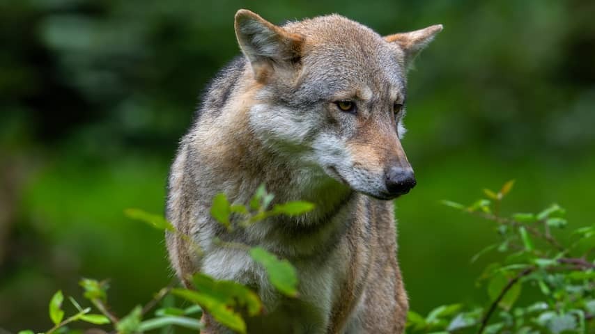 Hazing of corps students in Utrechts forest area canceled due to wolf