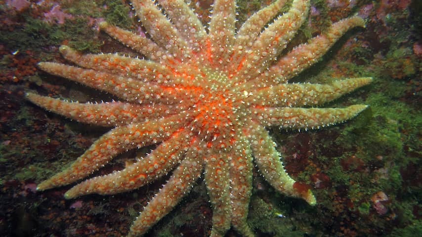 Researchers find out the cause of mass grid under American starfish