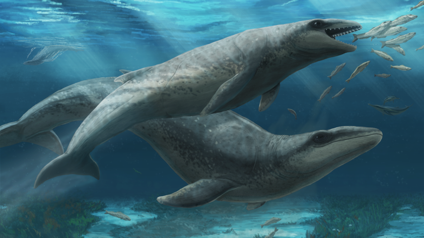 Fossil on Australian beach appears to be whale with a 'shark -like head'