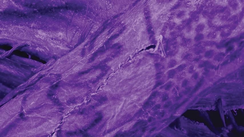 2,500 year old Siberian ice mummy had 'very advanced' tattoos