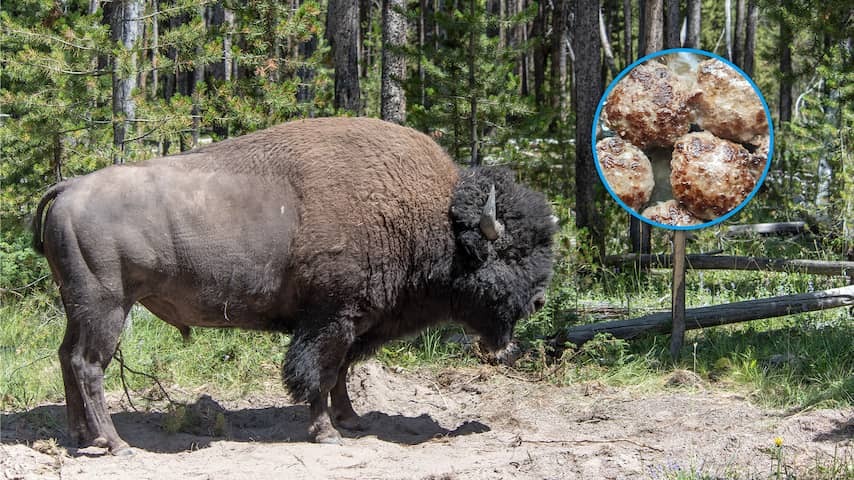 American bison meat gets a lower input rate in the EU, but who eats it?