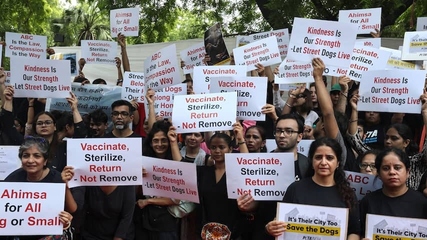 Million stray dogs in Delhi can go outside again when they are vaccinated