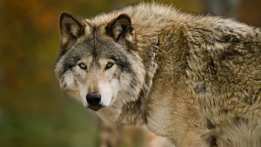 Cheeky, bite, but not corrected: this is problem wolf gw3237m
