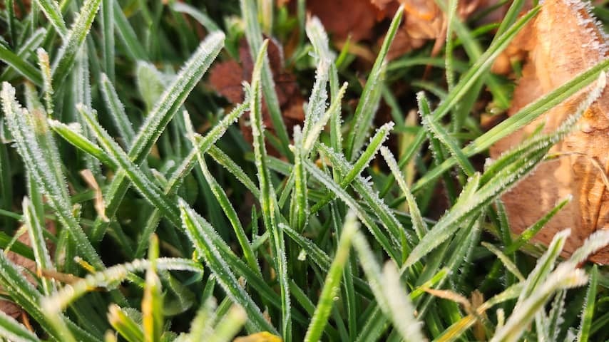 Already frost measured on the ground: 'It is exceptionally early'