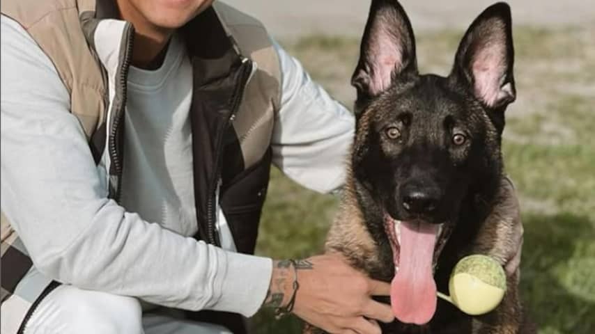 Dog Mart Hoogkamer Missing, Municipality of Ede warns of busy search
