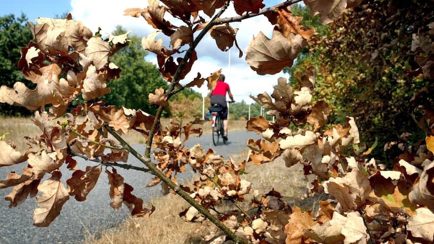 Due to the rare combination of factors, the leaves are already falling off the trees