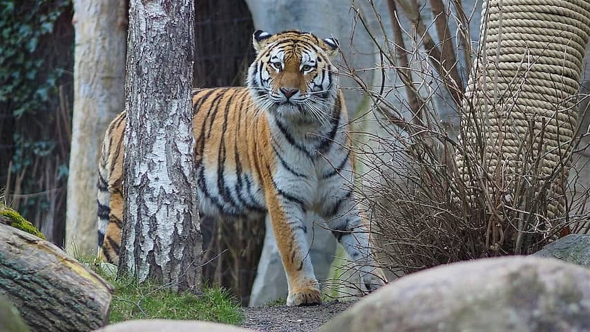 German zoo kills tiger wells because mother does not take care of them