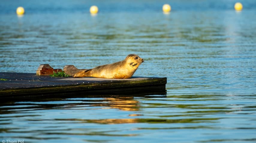 Seal in Amsterdam is the same that swam in Utrecht last week