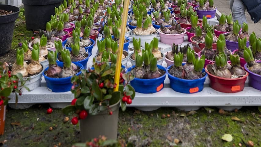 Woman cannot go to the toilet in garden center, pee in bucket and pour contents over floor