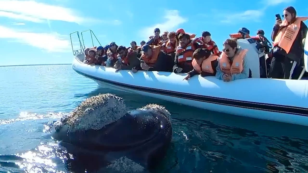 Image from video: Whale approaches tourists up to centimeters in Patagonia