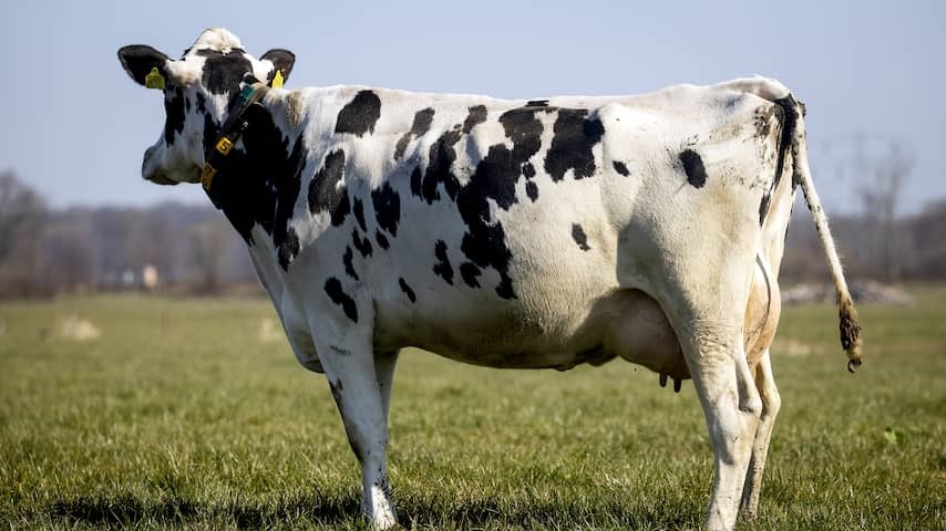 Man (60) gets one month in prison for rape cow on children's farm