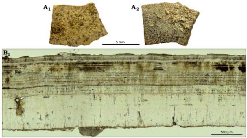Dutch scientists find millions of years old scale of dino-egg in the US