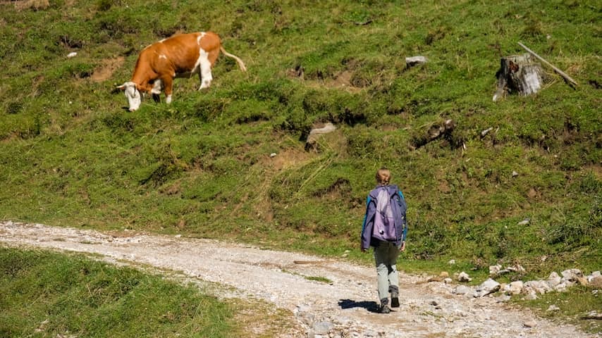 Austrian (85) dies after attack by cows during mountain walk